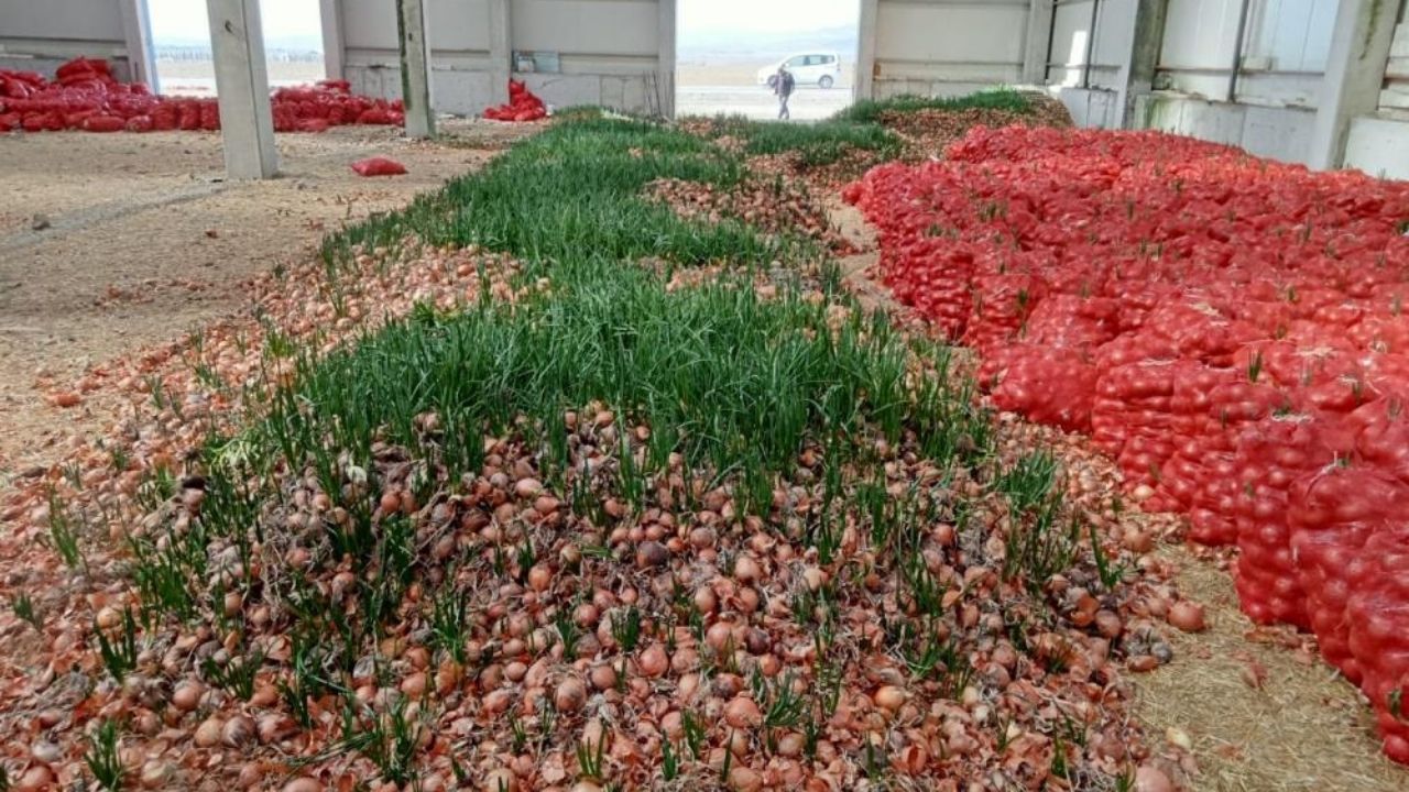 Komisyoncular yüzünden meyve sebzeler depolarda çürüyor! Çiftçilerin umudu hal yasası